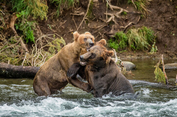 Obraz premium Two Alaska Peninsula brown bears (Ursus arctos horribilis) are playing with each other in the water. USA. Alaska. Katmai National Park.