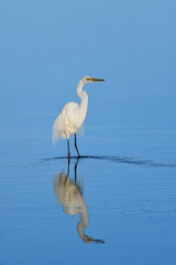 Adult Australian Great Egret -Ardea alba- standing blue tidal river soft morning sunlight poised waiting for fish 