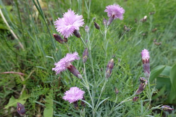 Half open buds and light pink flowers of polymerous Dianthus in May