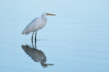 Adult Australian Great Egret standing in blue tidal river soft morning light poised waiting for fish 