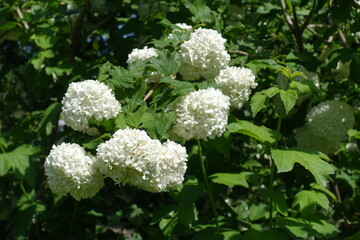Foliage and round white inflorescences of Viburnum opulus roseum in mid May