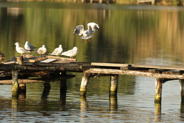 seagulls on the river