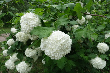 Loads of white flowers of Viburnum opulus roseum in mid May