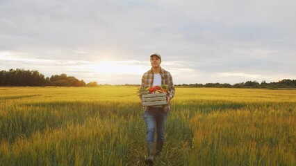 Farmer with a vegetable box in front of a sunset agricultural landscape. Man in a countryside field. Country life, food production, farming and country lifestyle.