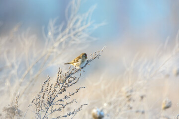 A closeup of a Common redpoll in countryside in winter