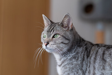 見つめる猫　サバトラ猫