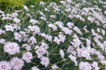 Lots of light pink flowers and buds of garden pink in May