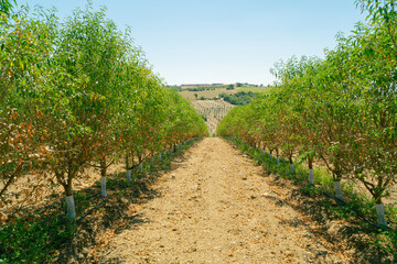 Fototapeta na wymiar Almond Farmland, two years old almond farmland before harvest
