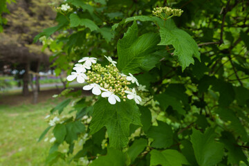 One corymb of white flowers of Viburnum opulus in May