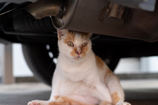 車の下でくつろぐ猫　茶白猫