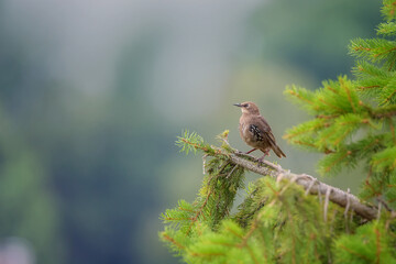 Common starling sitting on a tree branch