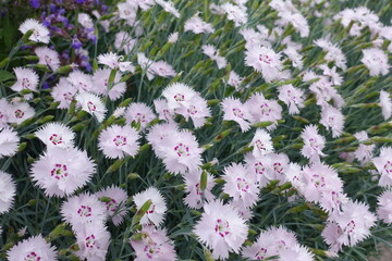 Pastel pink flowers and buds of garden pink in May