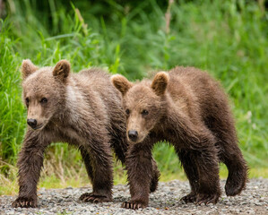 Obraz premium Two Alaska Peninsula brown bear (Ursus arctos horribilis) cubs are going along the path next to each other. USA. Alaska. Katmai National Park.