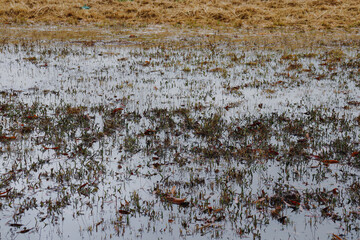 water in field after rain
