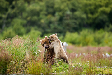 Mother Alaska Peninsula brown bear (Ursus arctos horribilis) with a cub are playing on the shore of the lake. USA. Alaska. Katmai National Park.
