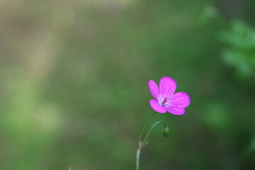 pink flower