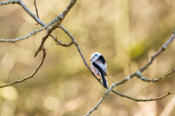 Long-tailed tit on a tree branch
