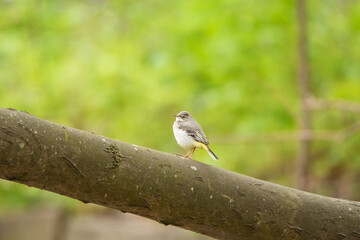 Western yellow wagtail over small pond on the field