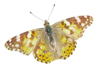 Butterflies urticaria Aglais urticae,Isolated on a white background