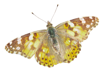 Butterflies urticaria Aglais urticae,Isolated on a white background