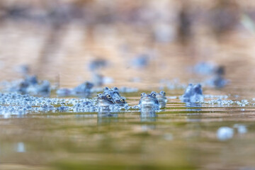 Moor frogs in the water