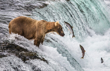 Alaska Peninsula brown bear (Ursus arctos horribilis) is catching salmon in the river. USA. Alaska. Katmai National Park.