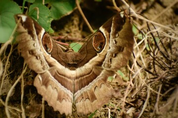 moth on a trunk