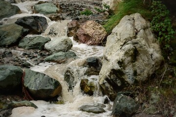 stream in the forest