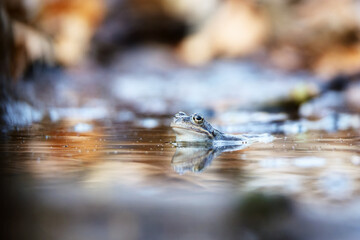Moor frogs in the water