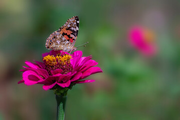 painted ladies vanessa cardui Butterfly Pollinating Zinnia elegans known as youth-and-age red pink zinnias in the garden flowers blooming green leaves tea.
