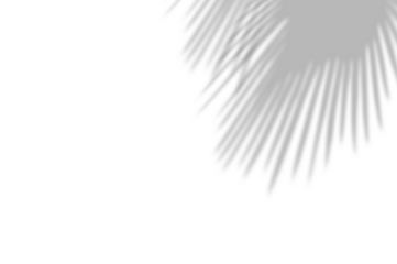 PALM SHADOWS | HOJAS DE PALMERA