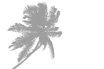 PALM SHADOWS | HOJAS DE PALMERA