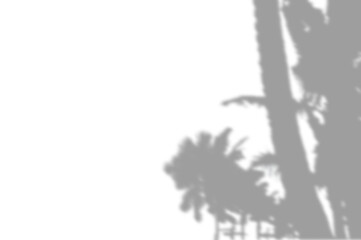 PALM SHADOWS | HOJAS DE PALMERA