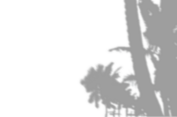 PALM SHADOWS | HOJAS DE PALMERA