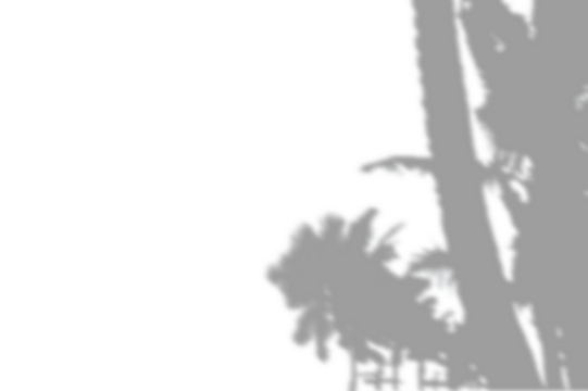 PALM SHADOWS | HOJAS DE PALMERA