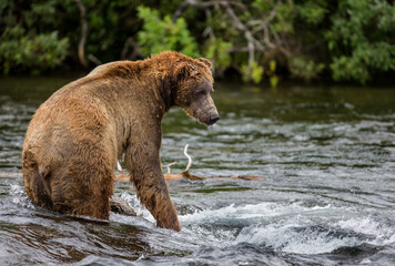 Obraz premium Alaska Peninsula brown bear (Ursus arctos horribilis) is catching salmon in the river. USA. Alaska. Katmai National Park.