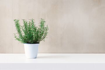 Sprigs of rosemary in  white flowerpot on white table against vintage concrete wall