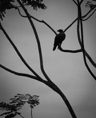 silhouette of a birds and tree branches