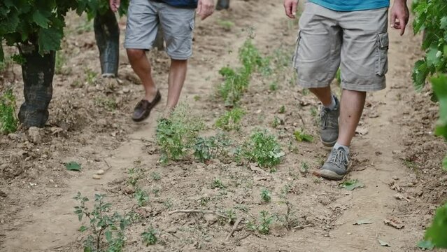 Un viticulteur et son technicien marchent sur un chemin en shorts beiges et  baskets au milieu des vignes
