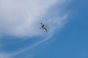 Seagull flying in the position of fully extended wings in a blue sky with few clouds like cobwebs