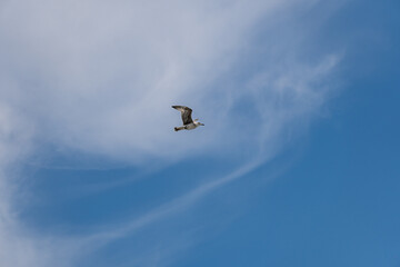Seagull flying in the position of extended wings in a blue sky with few clouds like cobwebs