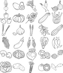 Vegetables Hand Drawn Doodle Line Art Outline Set Containing Avocado, Artichoke, Asparagus, Corn, Mushroom, Broccoli, Cauliflower, Cucumber, Bell pepper, Chilli, Tomato, Carrot, Pumpkin, Cabbage, Pota