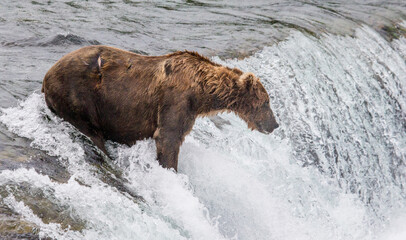 Alaska Peninsula brown bear (Ursus arctos horribilis) is catching salmon in the river. USA. Alaska....