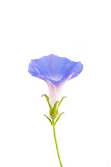 blue morning glory flowers isolated on white background