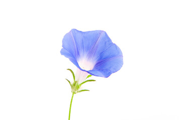 blue morning glory flowers isolated on white background