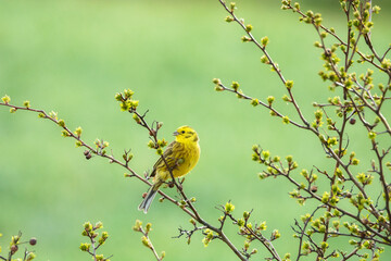Yellowhammer spring 