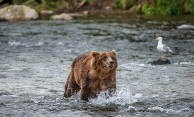 Alaska Peninsula brown bear (Ursus arctos horribilis) is standing in the river. USA. Alaska. Katmai National Park.