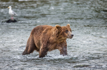 Alaska Peninsula brown bear (Ursus arctos horribilis) is standing in the river. USA. Alaska. Katmai National Park.