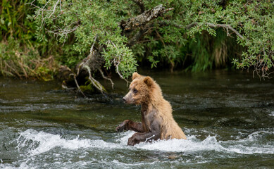 Naklejka na ściany i meble Young Alaska Peninsula brown bear (Ursus arctos horribilis) is standing on hind paws in the water in the river. USA. Alaska. Katmai National Park.