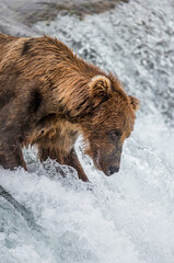 Fototapeta premium Alaska Peninsula brown bear (Ursus arctos horribilis) is catching salmon in the river. USA. Alaska. Katmai National Park.